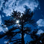 Blue Sky Black Tree