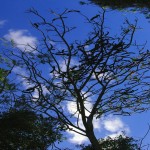 Clouds & Trees Hawaii