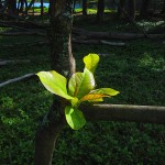 Leaf in a tree Hawaii