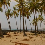 Palm Trees beach
