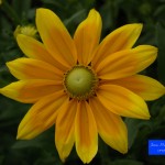 Yellow Flower Jp Label