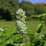 A Little plant dude Hawaii