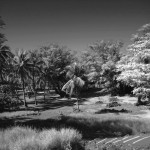 Gilian Island B & W